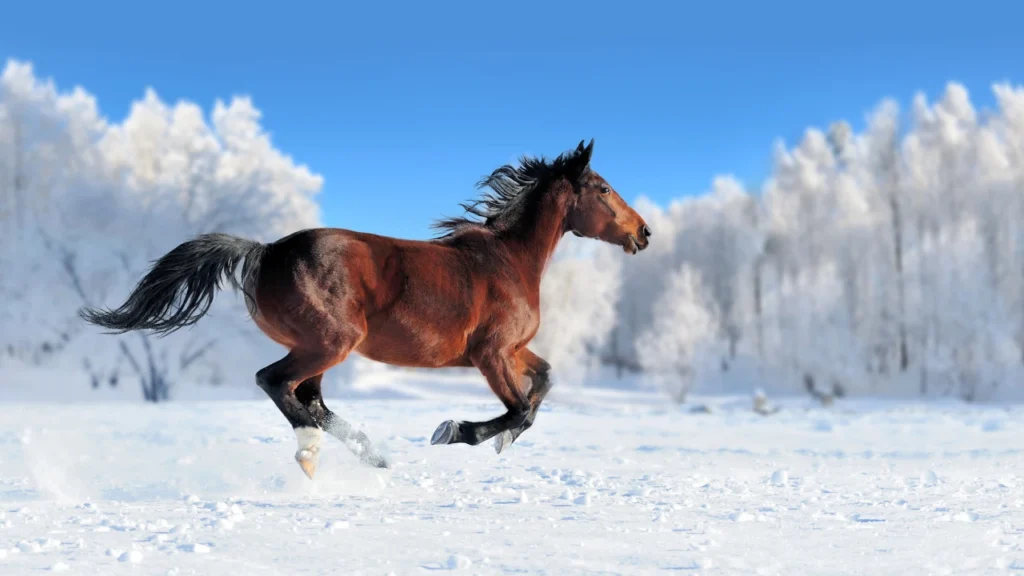cool horse