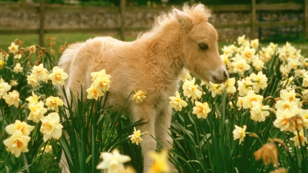 Cute horse