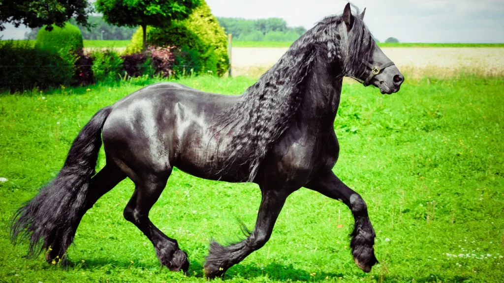 black horse