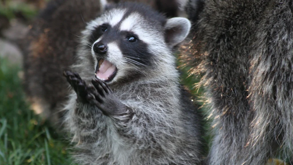 raccoon