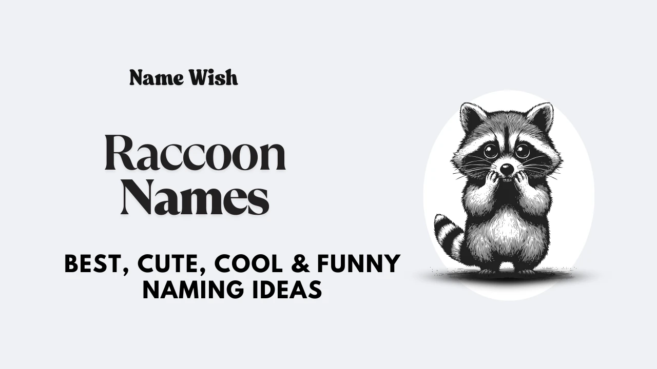 Raccoon Names