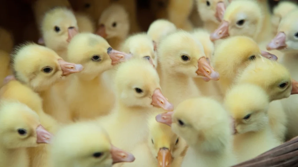 baby ducks