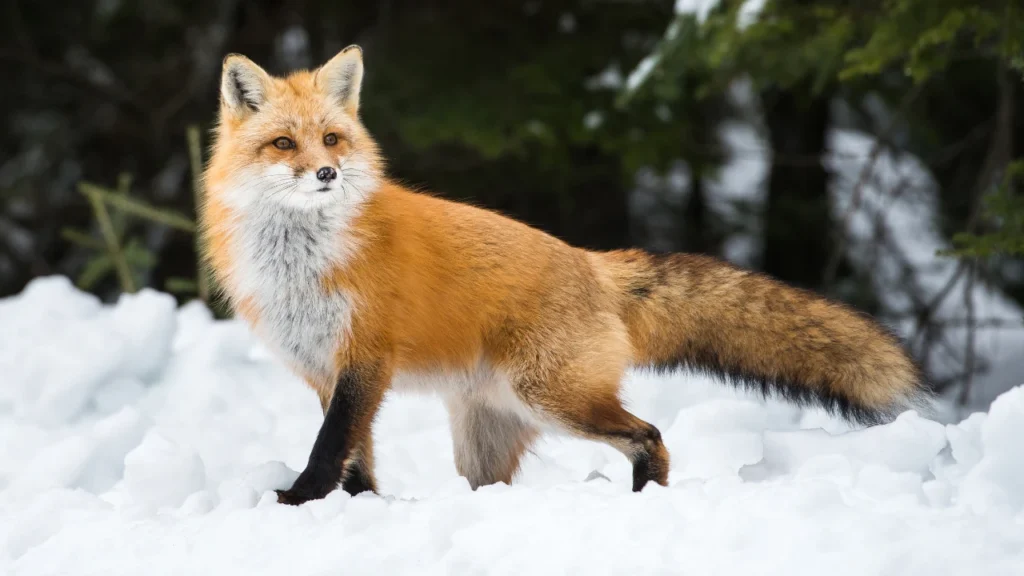 fox-names