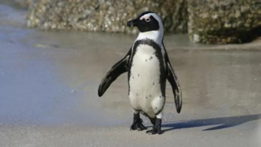 penguin as pet