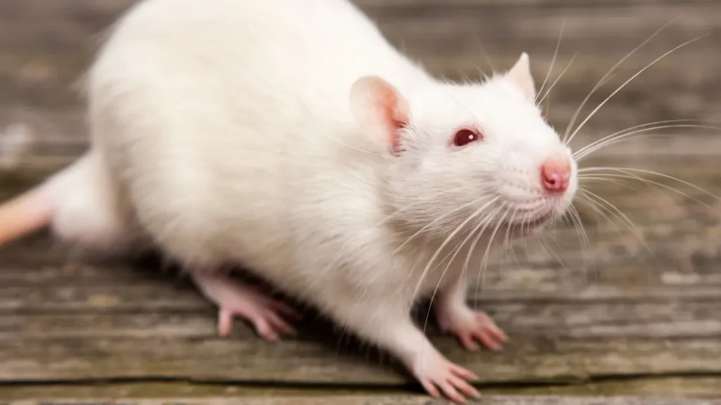 white rat