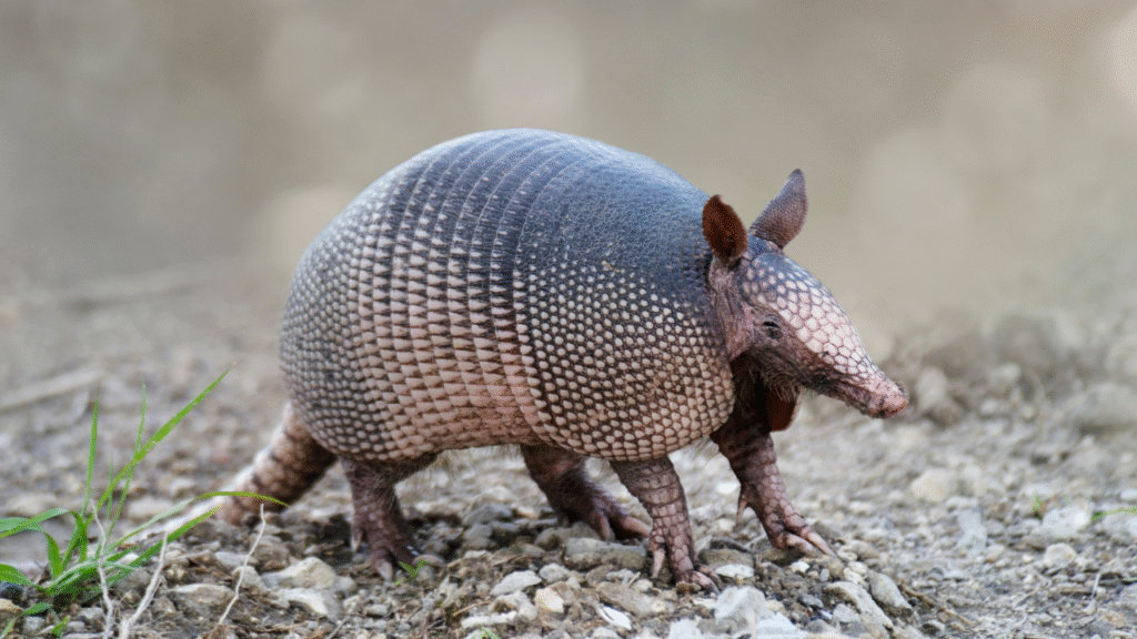 funny standing armadillo