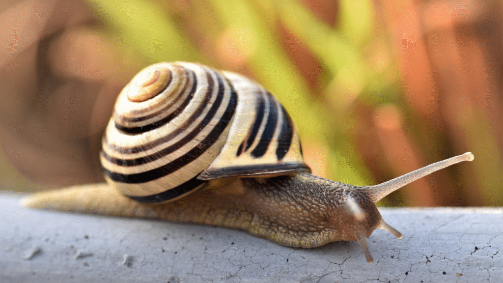 famous snail