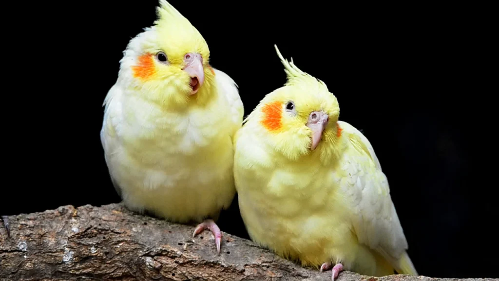 pairs of cockatiel