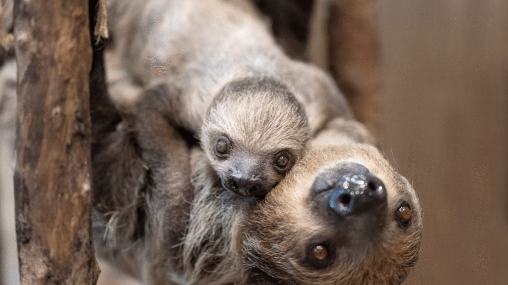 female sloth
