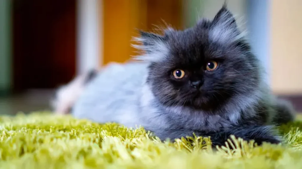 blue cat