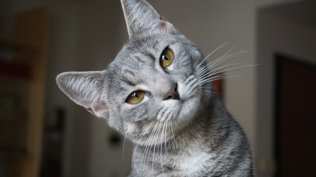 gray cat
