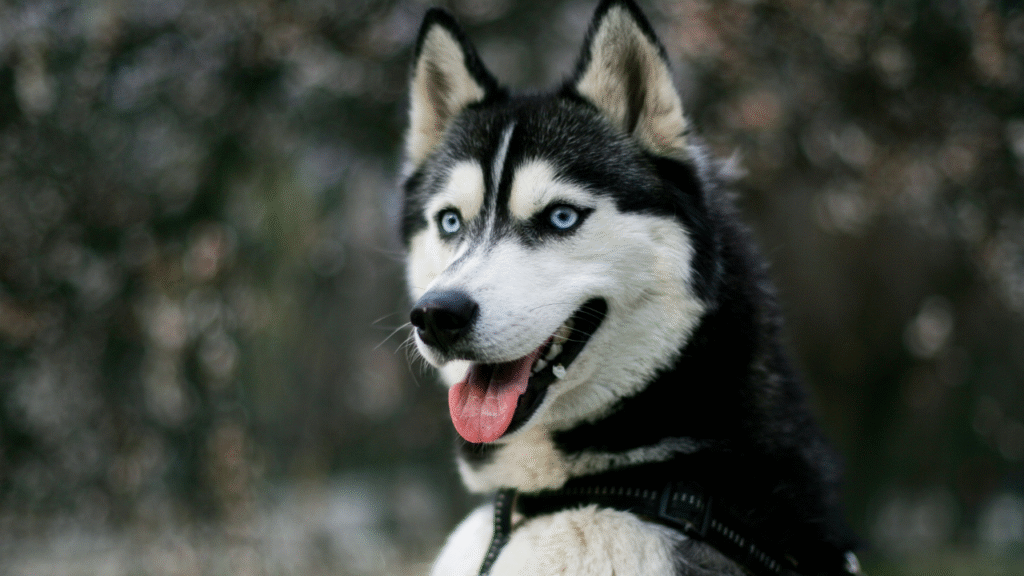 cool dog