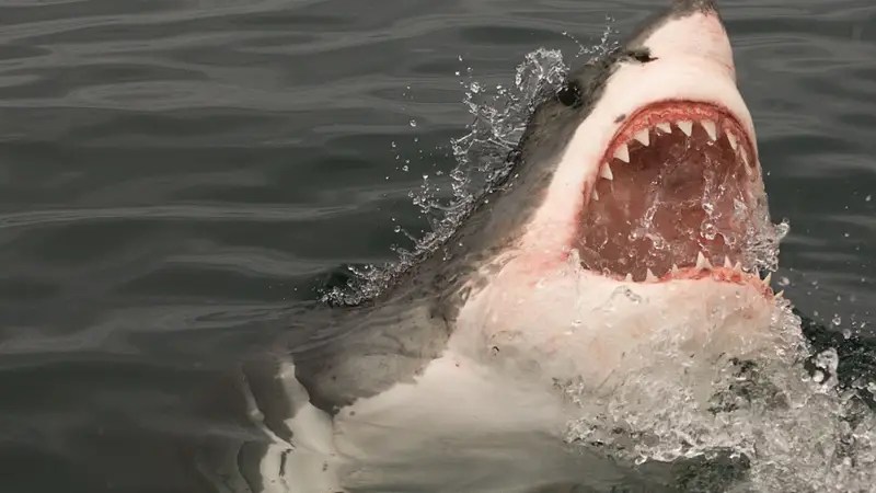 crazy shark