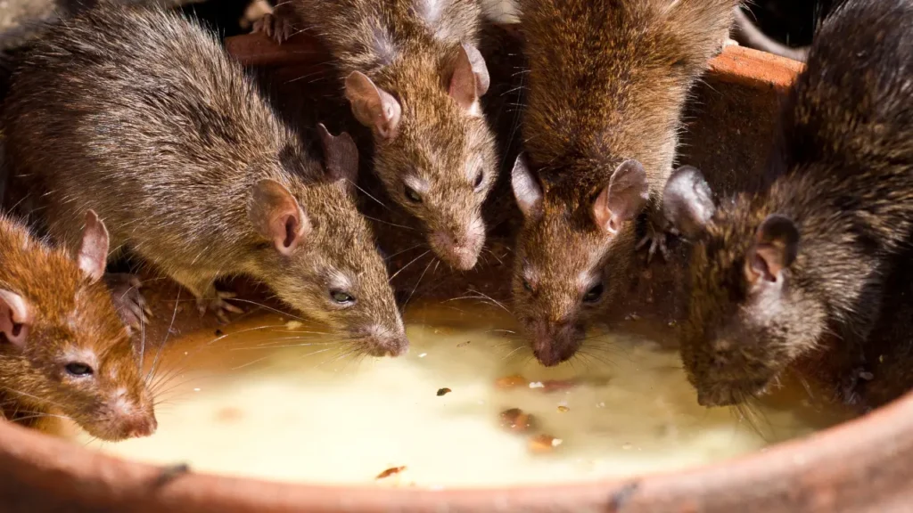 rats eating food