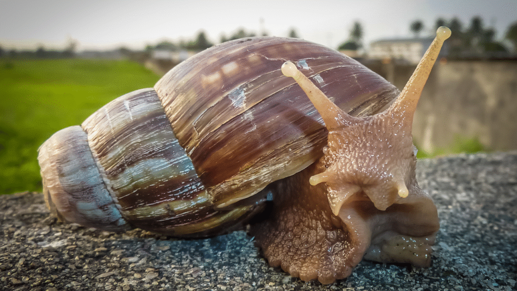 snail