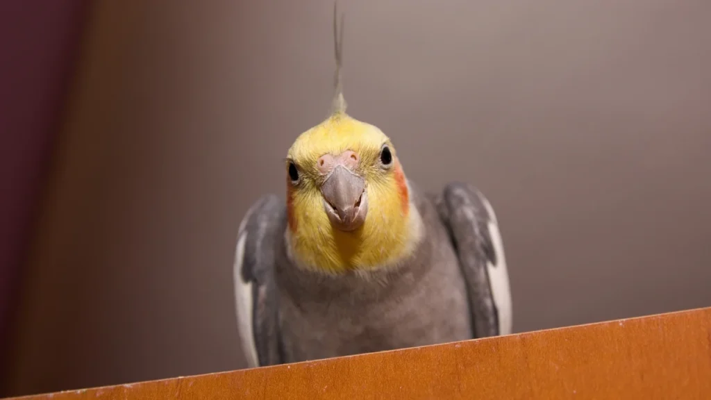 funny cocktiel
