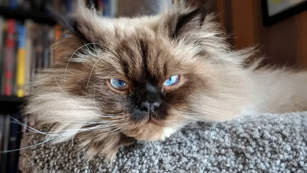 cool cat