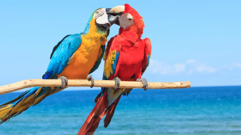 couple macaw