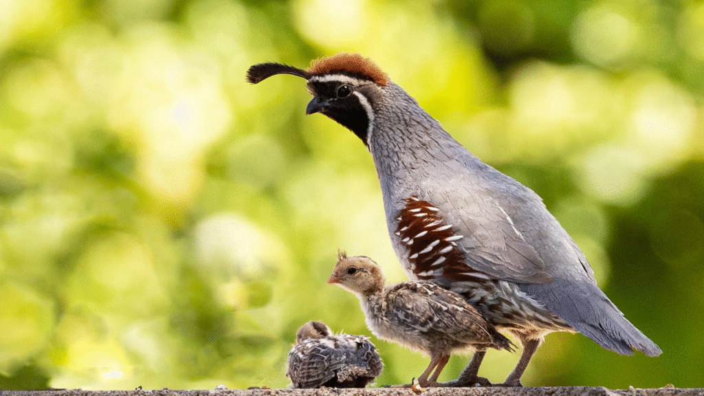 quail with his baby