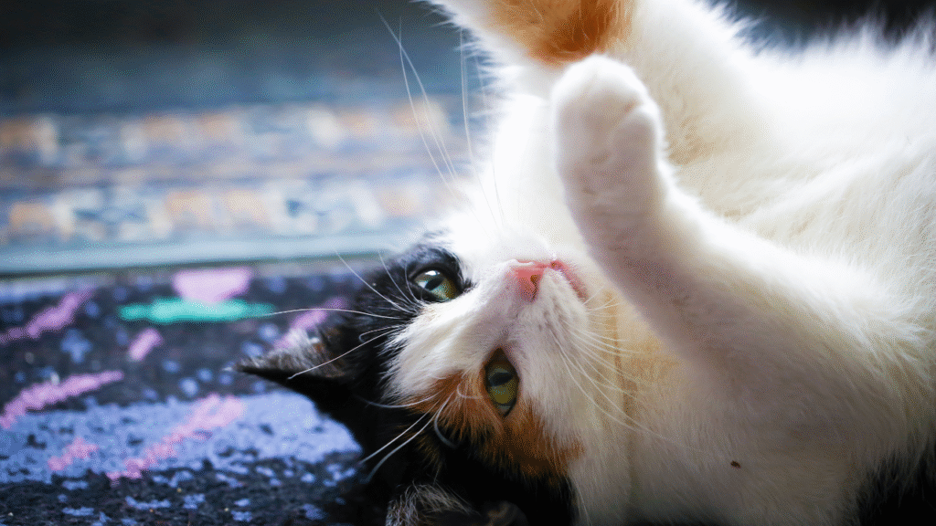 calico cat