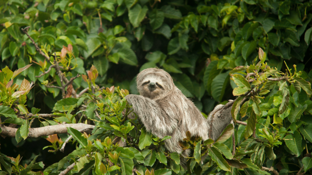 clever sloth