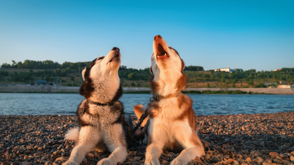 duo of dogs