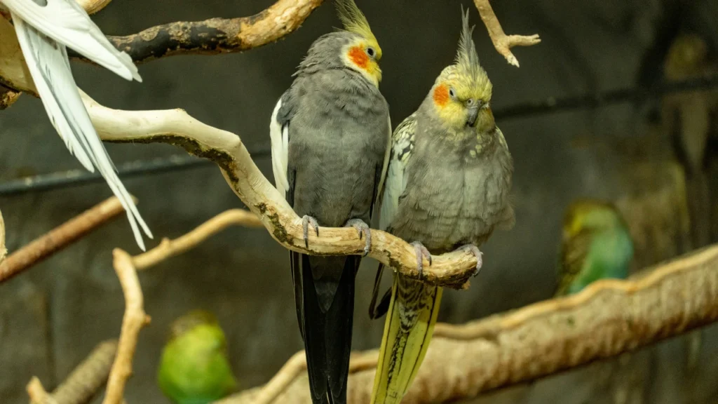 cockatiels
