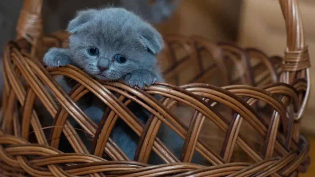 baby cat