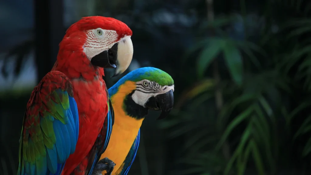 whild macaws