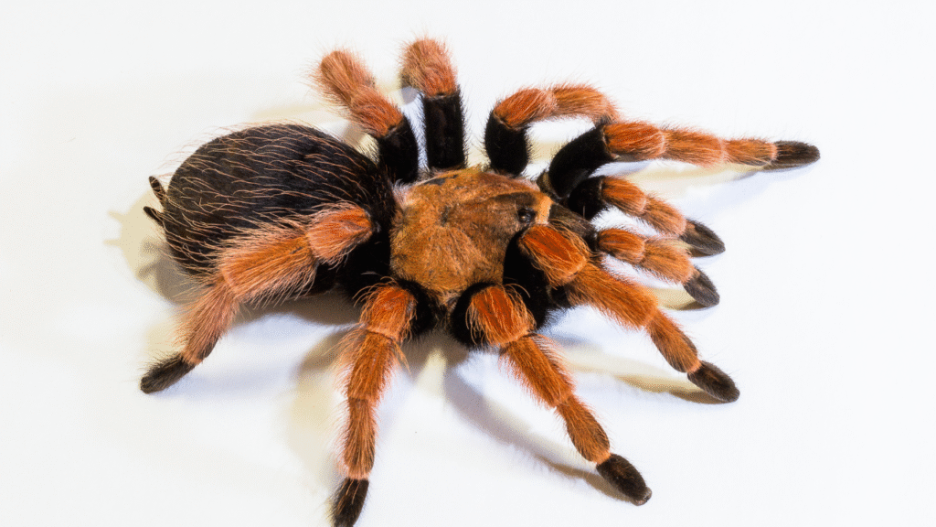 trantula spider