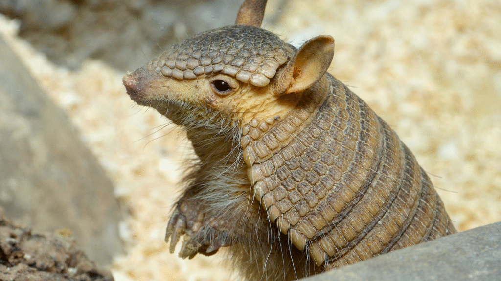 baby armadillo