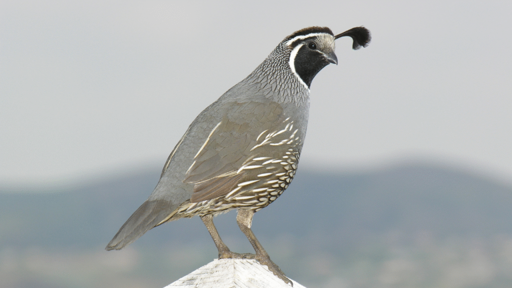 grey quail