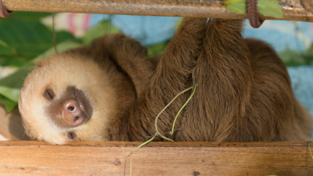 sleeping sloth