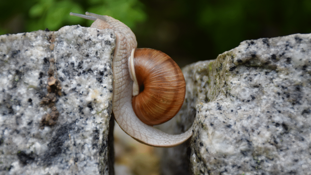 ironic snail