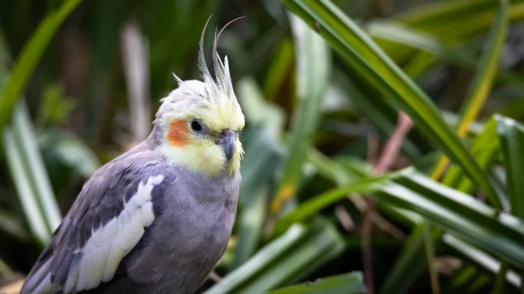 alone cockatiel