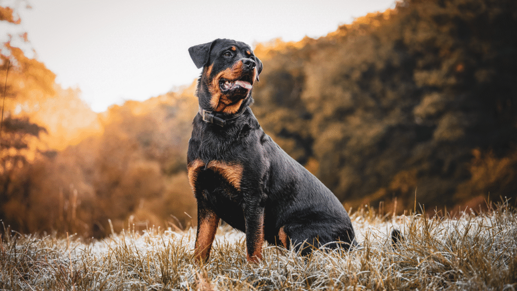 big dog