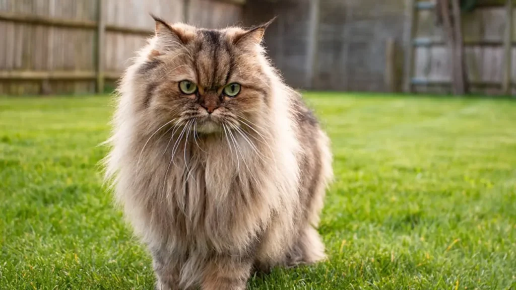 brown cat