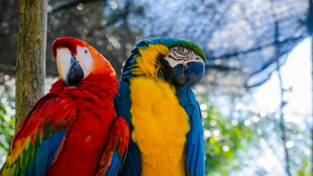 macaws