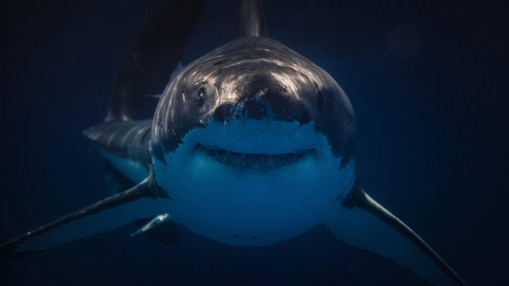 cool shark