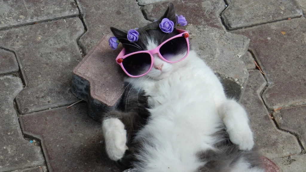 cool cat