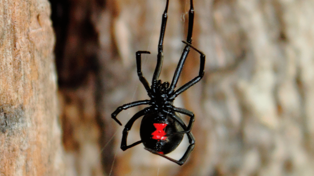 black spider