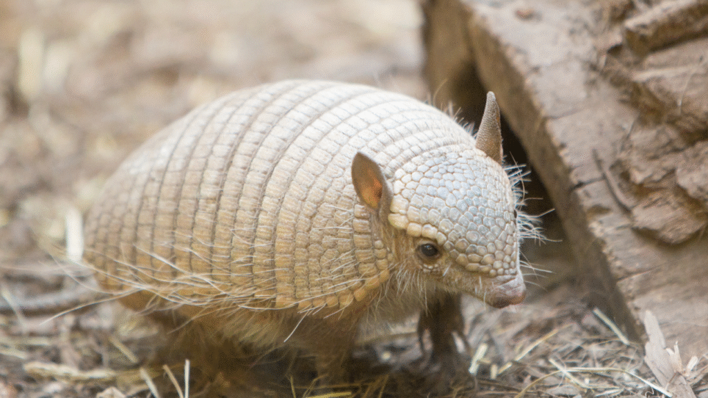 cute armadillo