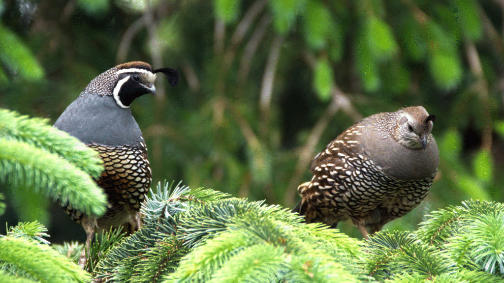 pair of quail
