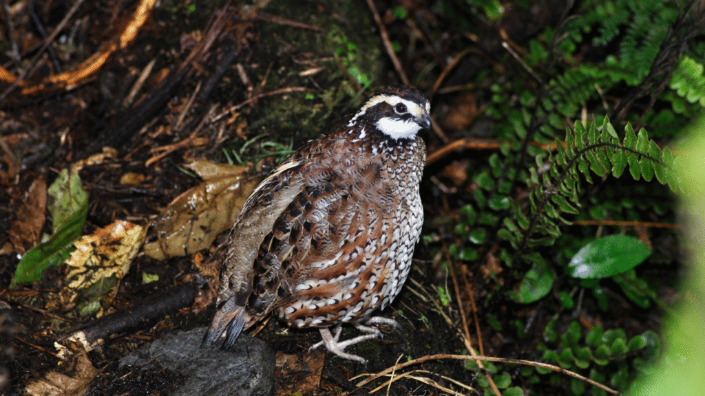 baby quail