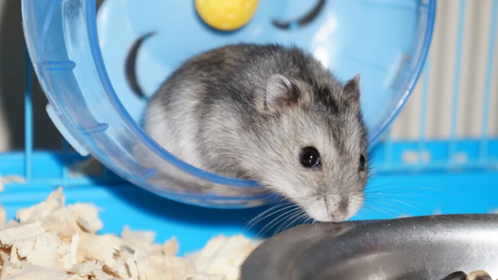 grey hamster
