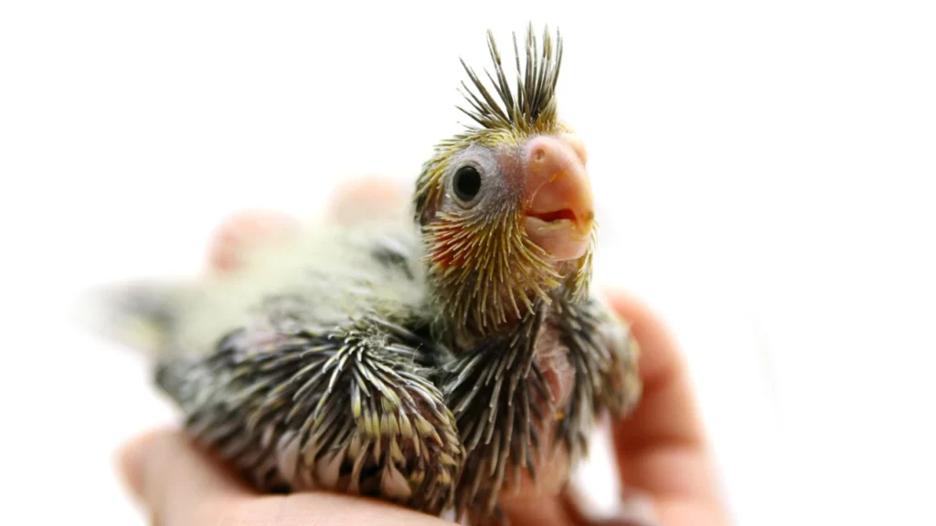 baby cockatiel