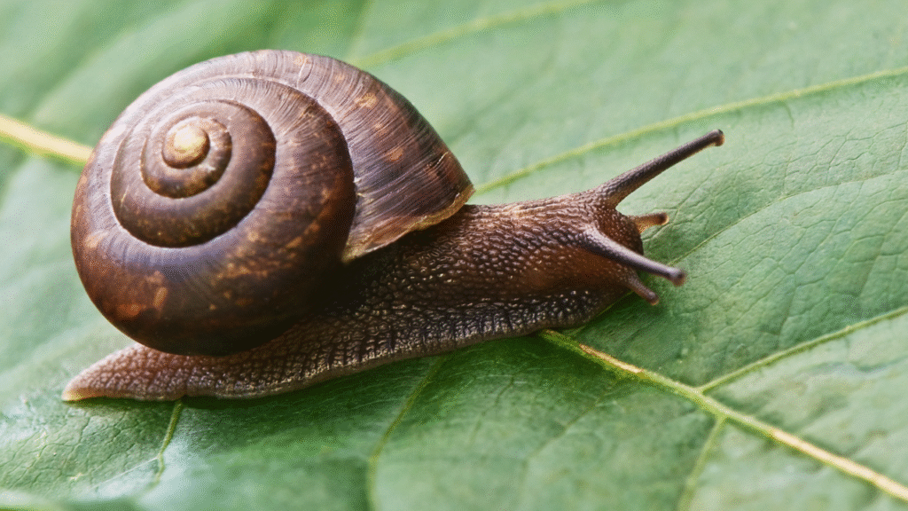 intersting snail