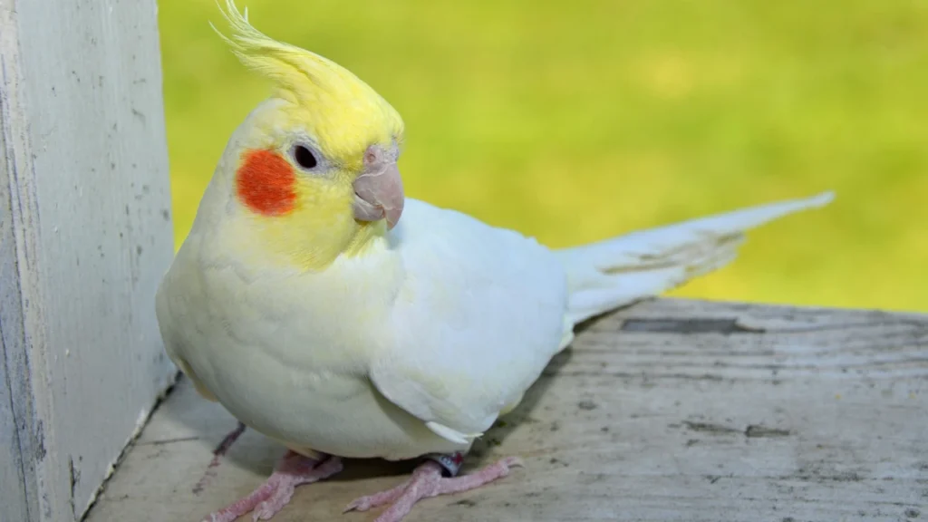 white cockatiel