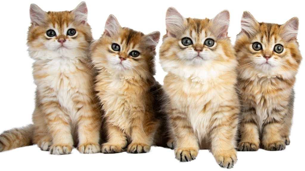 cats