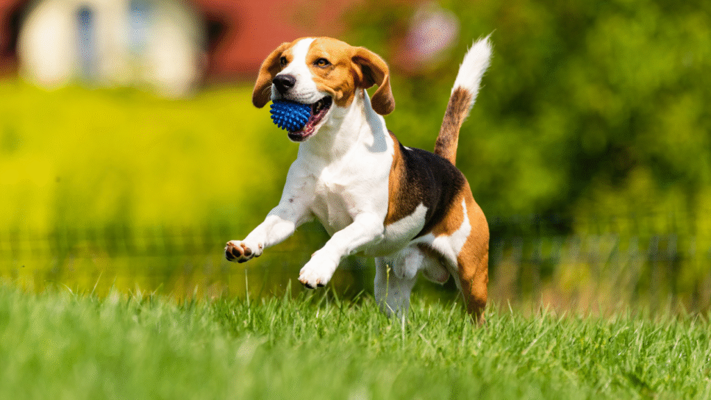 dog